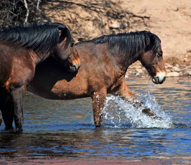 mustangs